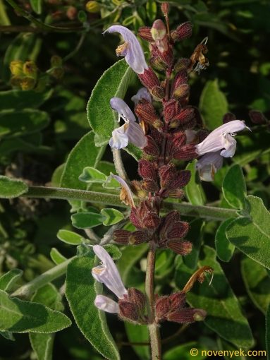Image of plant Salvia fruticosa