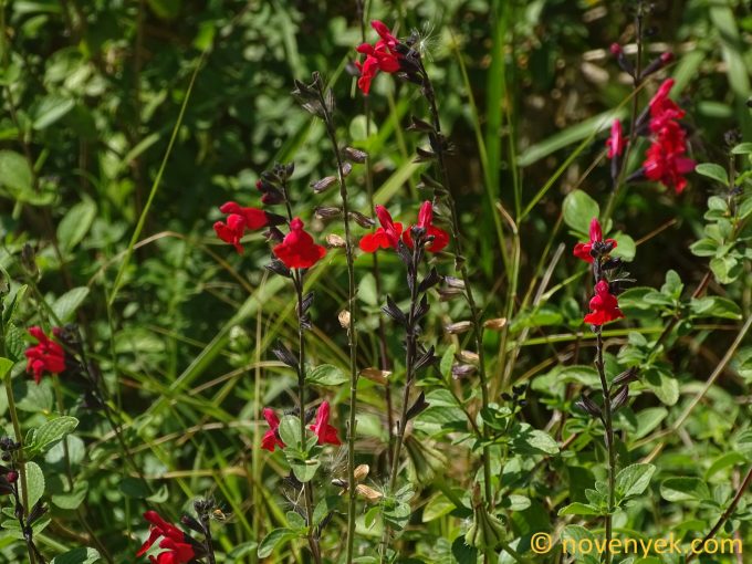 Image of plant Salvia microphylla