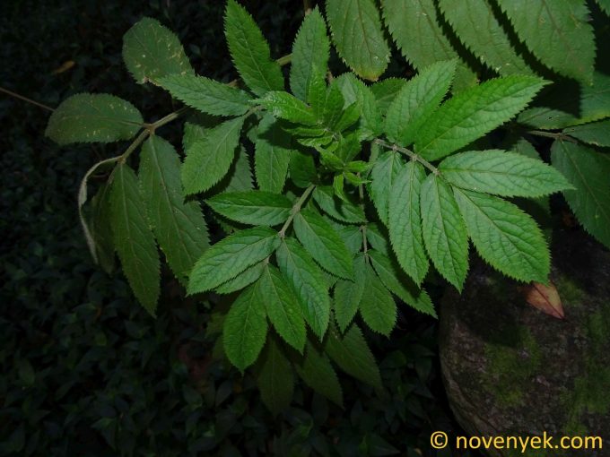 Image of plant Sambucus palmensis