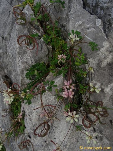 Image of plant Securigera carinata