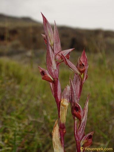 Image of plant Serapias orientale