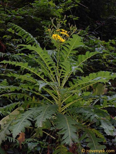 Image of plant Sonchus hierrensis