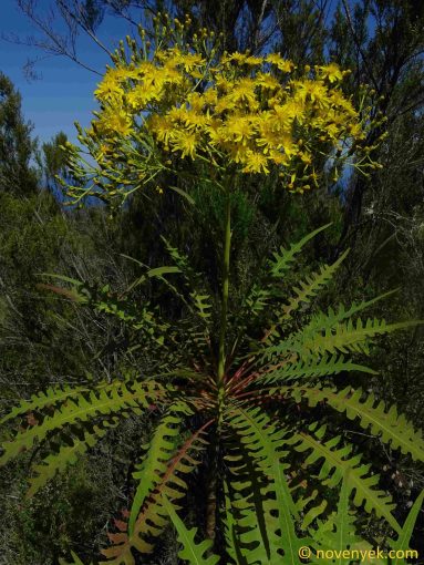 Image of plant Sonchus palmensis