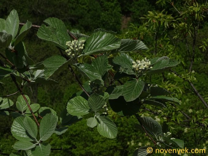 Image of plant Sorbus graeca