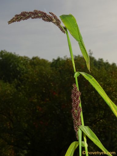 Image of plant Sorghum sudanense