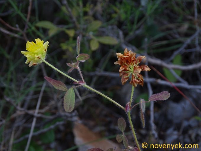 Image of plant Trifolium boissieri