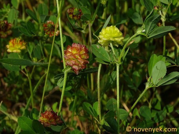 Image of plant Trifolium campestre