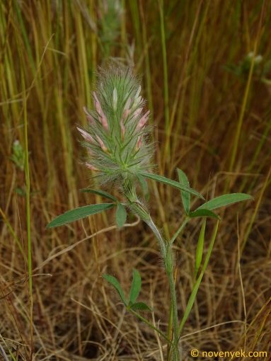 Image of plant Trifolium infamia-ponertii