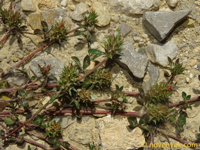 Image of plant Trifolium scabrum