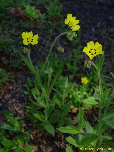 Image of plant Tuberaria guttata