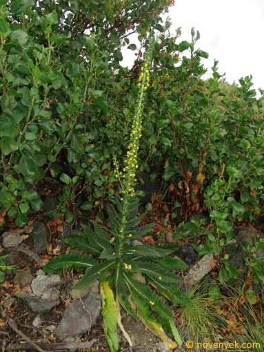 Image of plant Verbascum virgatum