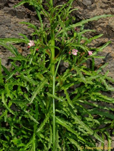 Image of plant Wahlenbergia lobelioides