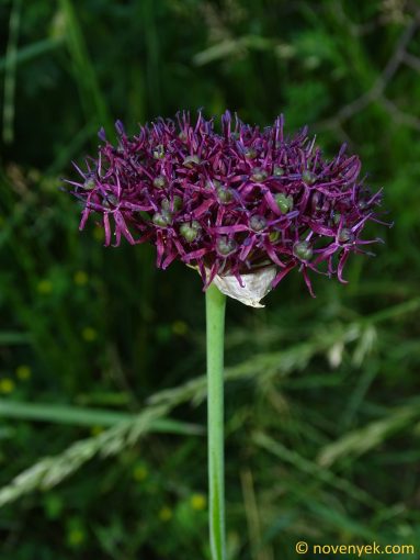 Image of plant Allium atropurpureum