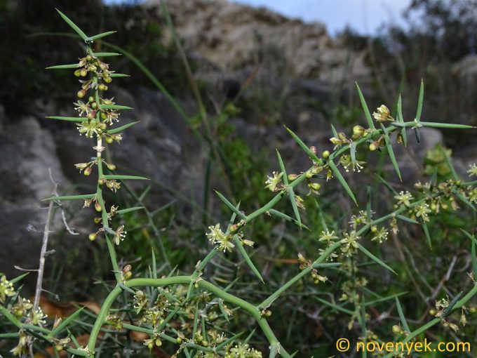 Image of plant Asparagus naturitensis