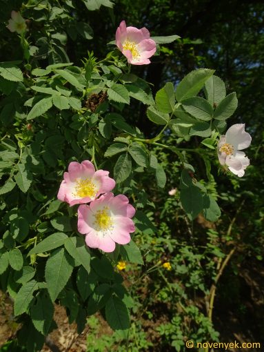 Image of plant Rosa corymbifera