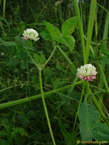 Image of plant Trifolium hybridum