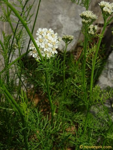 Image of plant Achillea atrata