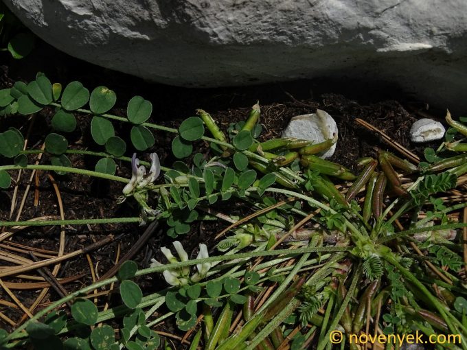Image of plant Astragalus depressus