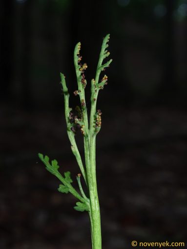 Image of plant Botrychium matricariifolium