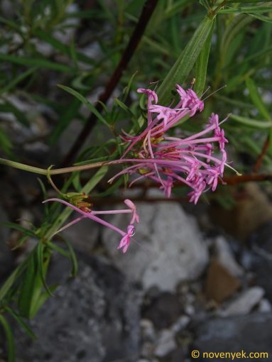 Image of plant Centranthus longiflorus
