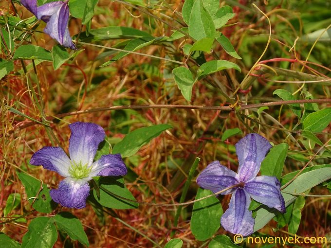Image of plant Clematis viticella