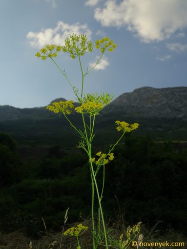 Image of plant Ferulago sylvatica