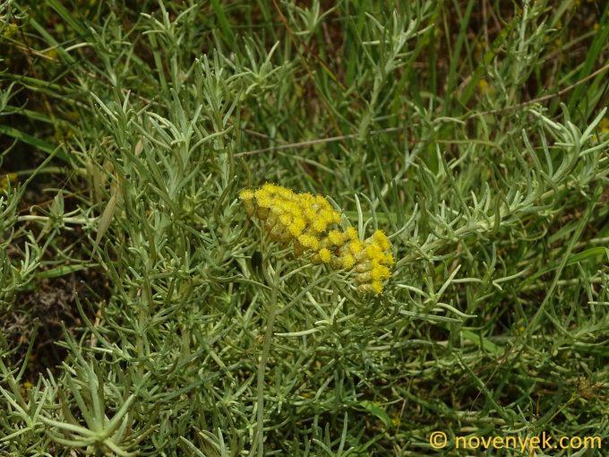 Image of plant Helichrysum stoechas