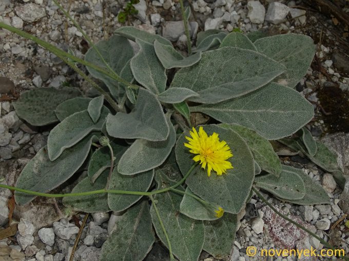 Image of plant Hieracium tomentosum