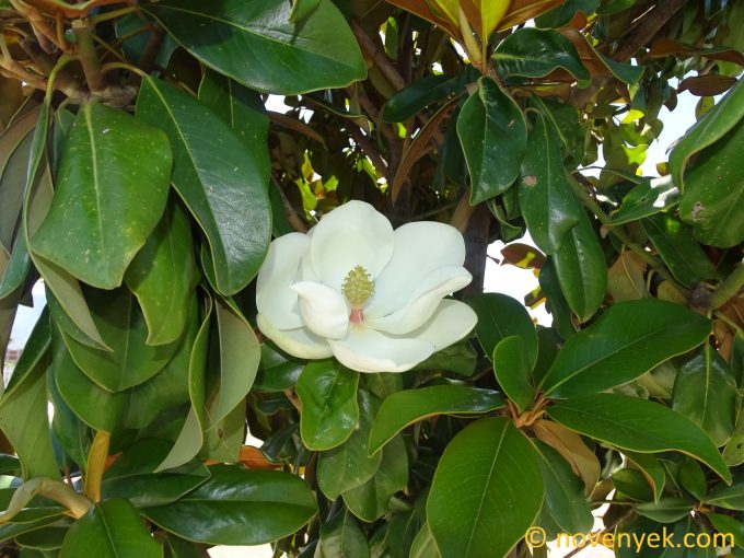 Image of plant Magnolia grandiflora