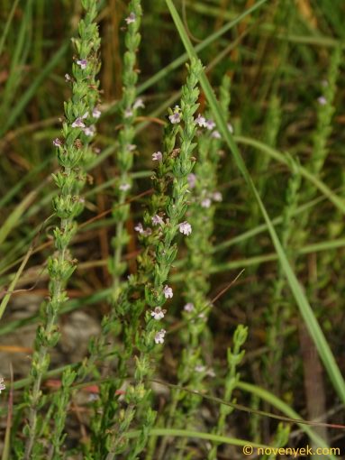Image of plant Micromeria juliana