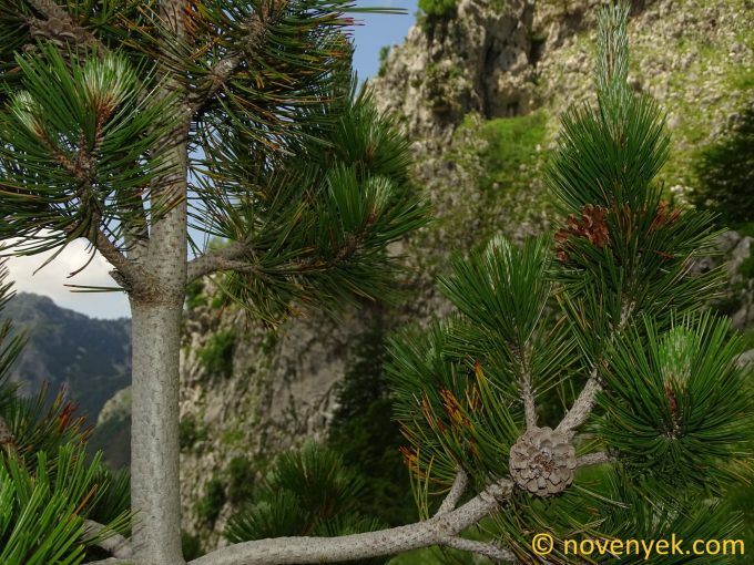 Image of plant Pinus heldreichii