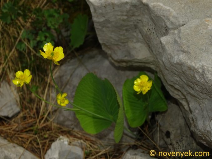 Image of plant Ranunculus thora