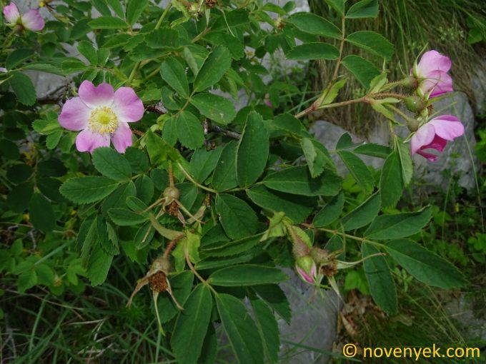 Image of plant Rosa glauca
