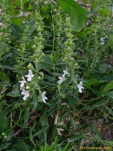 Image of plant Satureja montana