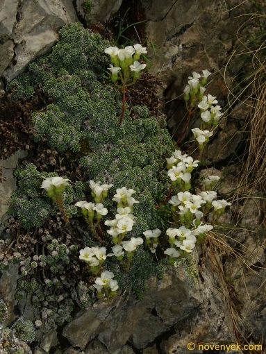 Image of plant Saxifraga marginata