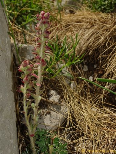 Image of plant Saxifraga sempervivum