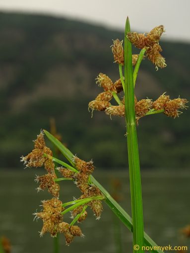 Image of plant Schoenoplectus triqueter