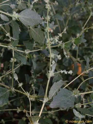 Image of plant Atriplex rosea