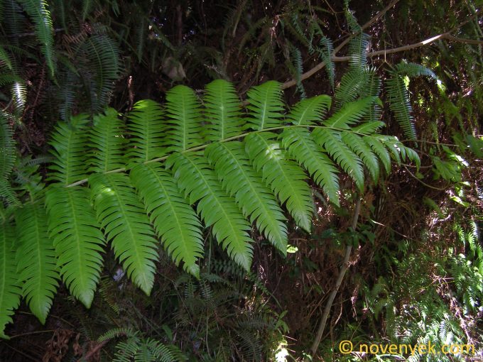 Image of plant Cyathea horrida