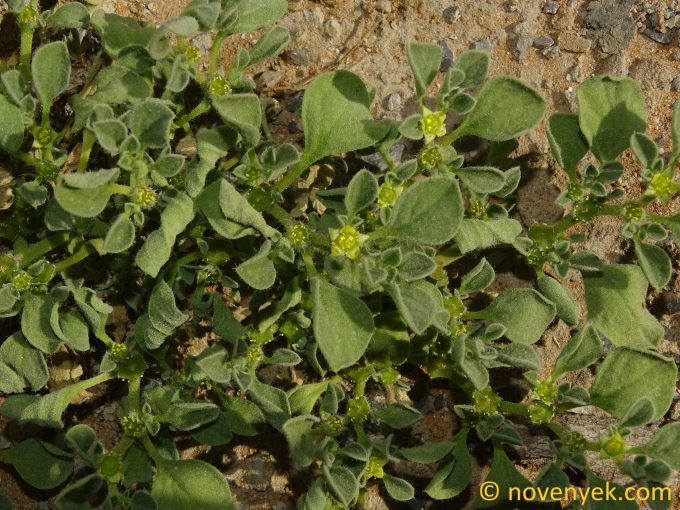 Image of plant Aizoon canariense