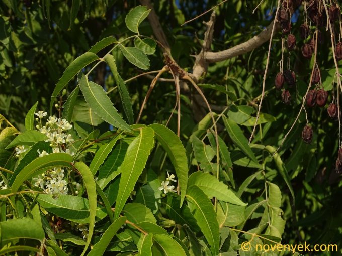 Image of plant Azadirachta indica