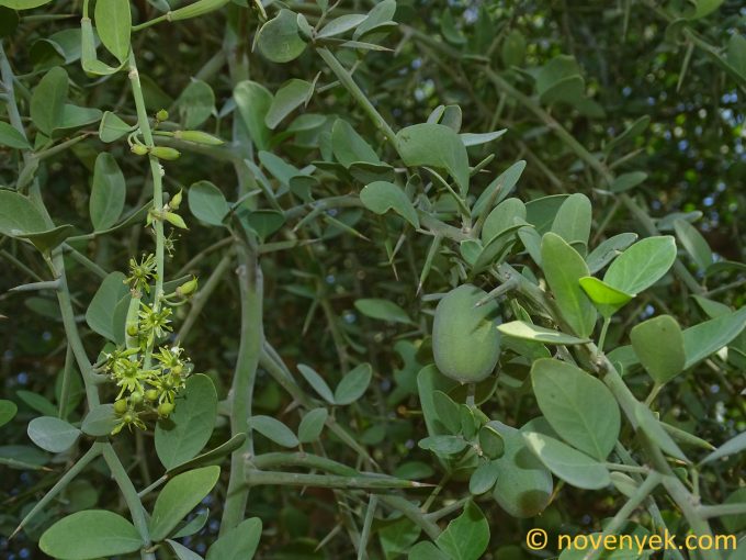 Image of plant Balanites aegyptiaca