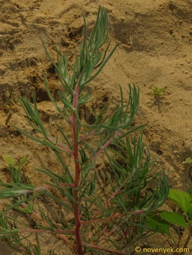 Image of plant Bassia muricata
