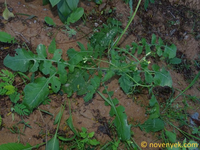 Image of plant Brassica tournefortii