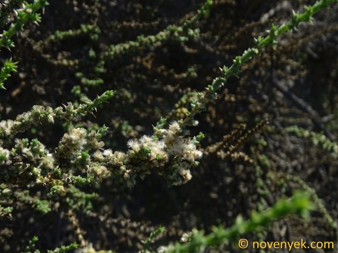 Image of plant Cornulaca monacantha
