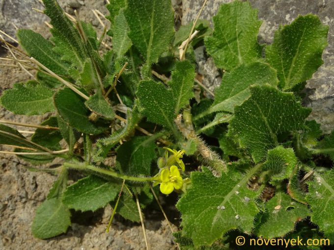 Image of plant Diplotaxis harra
