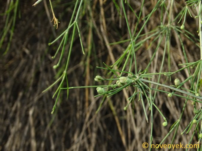 Image of plant Ephedra foliata