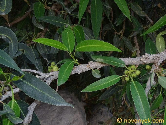Image of plant Ficus salicifolia