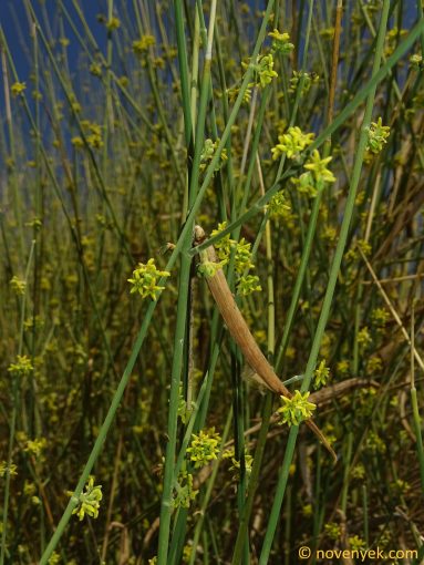 Image of plant Leptadenia pyrotechnica