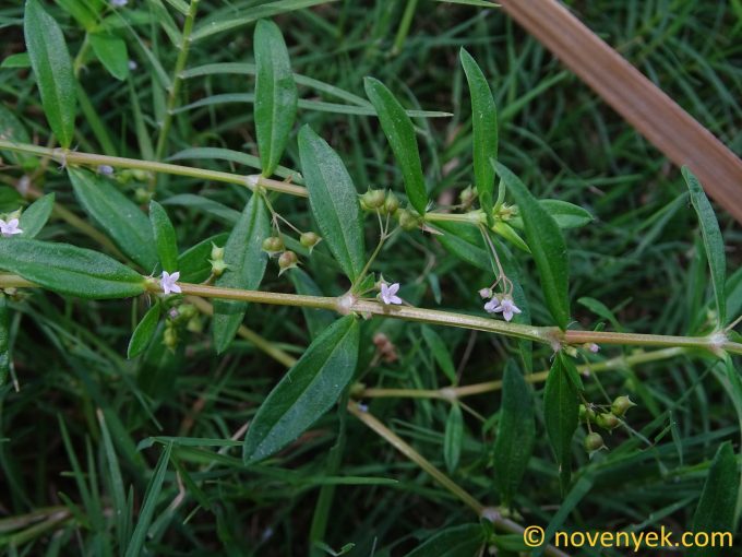 Image of plant Oldenlandia corymbosa